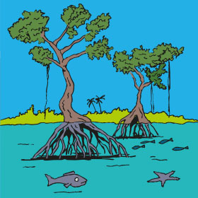 Salvar el manglar. Ilustracioes: estudio blg